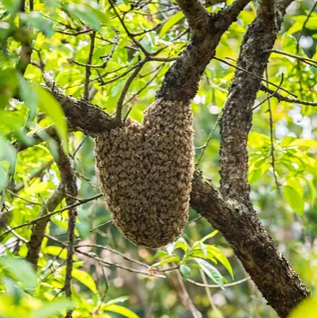 gesammelt im Baum