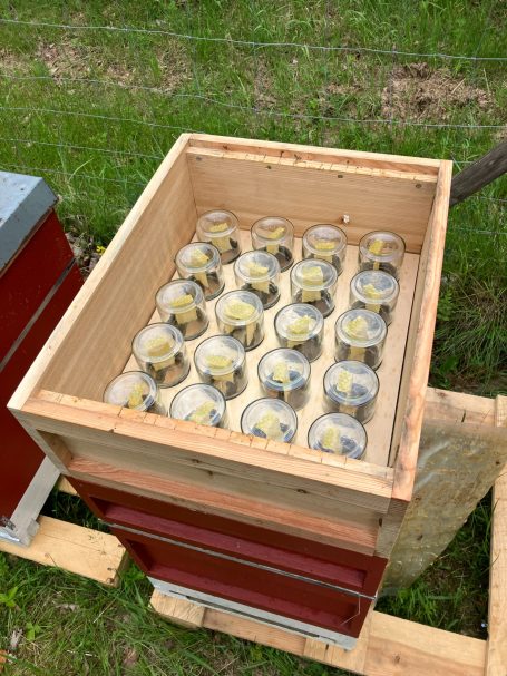...die Bienen anfangen