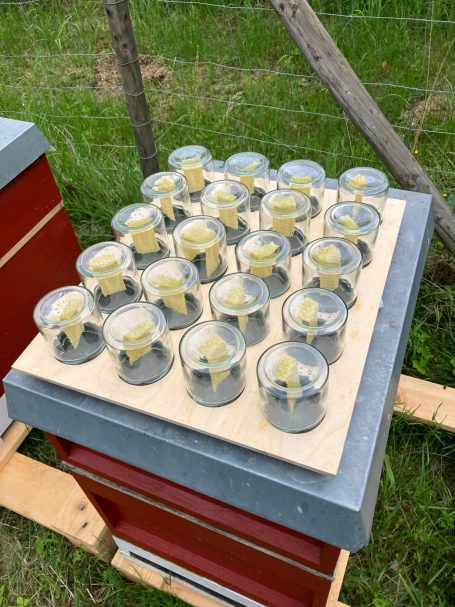 Honig direkt ins Glas